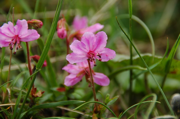 云间杜鹃Rhododendron redowskianum