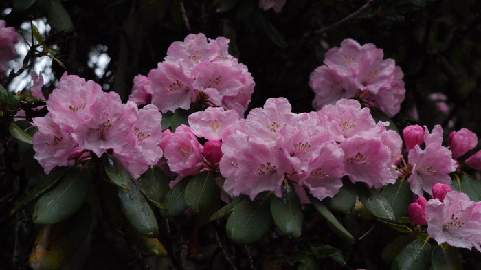 亮叶杜鹃Rhododendron vernicosum