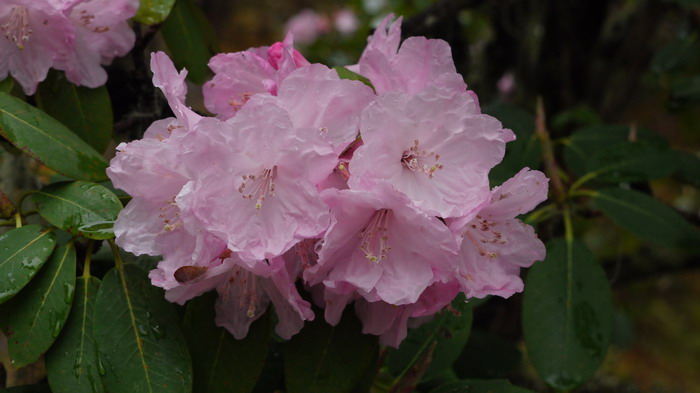 亮叶杜鹃Rhododendron vernicosum
