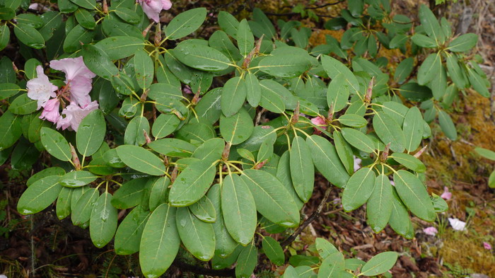 亮叶杜鹃Rhododendron vernicosum