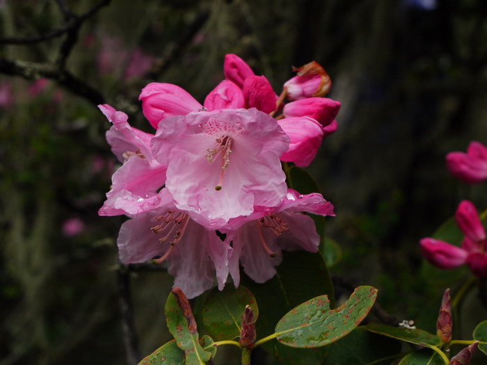 亮叶杜鹃Rhododendron vernicosum