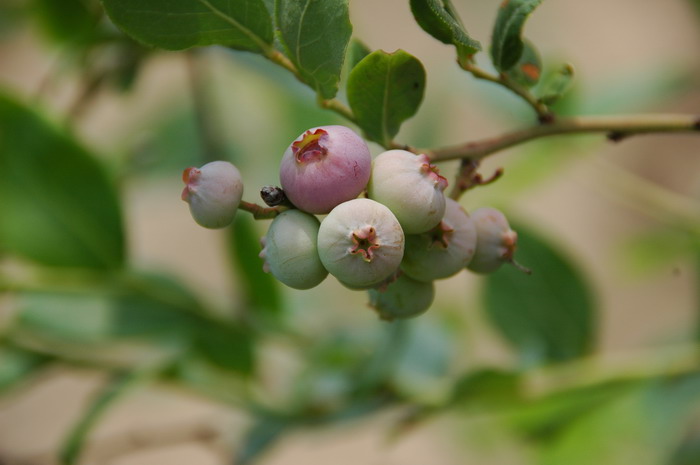 矮丛蓝莓Vaccinium angustifolium