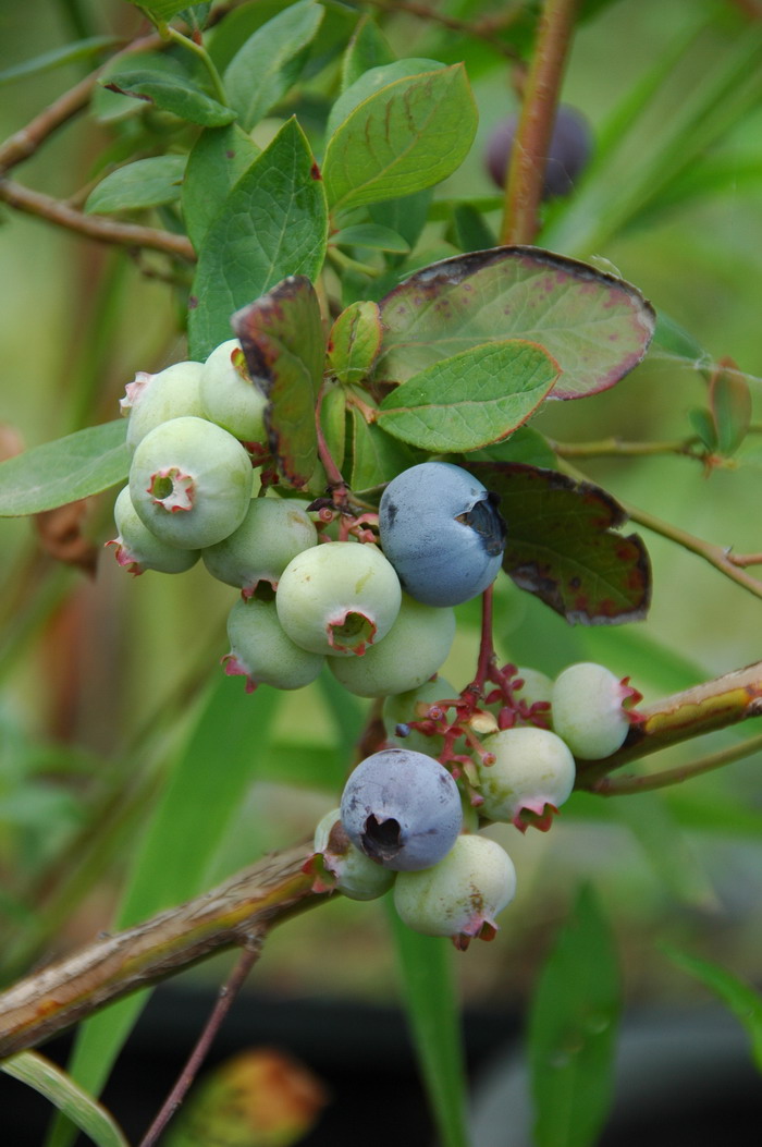 矮丛蓝莓Vaccinium angustifolium 矮丛蓝莓Vaccinium angustifolium