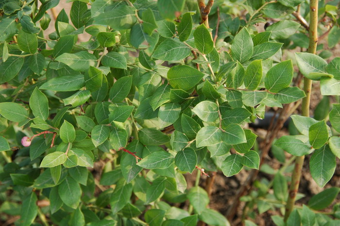 矮丛蓝莓Vaccinium angustifolium 矮丛蓝莓Vaccinium angustifolium