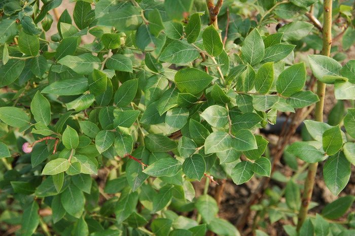 矮丛蓝莓Vaccinium angustifolium