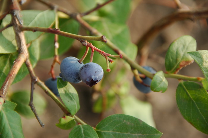 矮丛蓝莓Vaccinium angustifolium