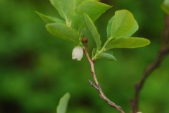 笃斯越橘Vaccinium uliginosum