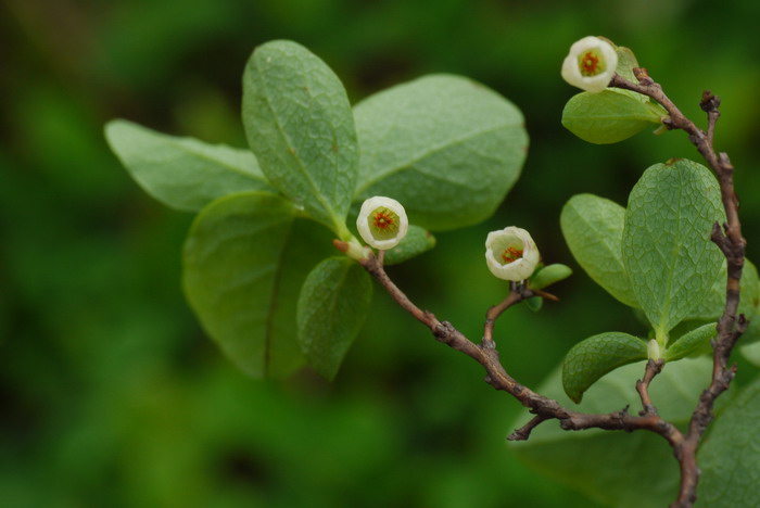 笃斯越橘Vaccinium uliginosum 笃斯越橘Vaccinium uliginosum