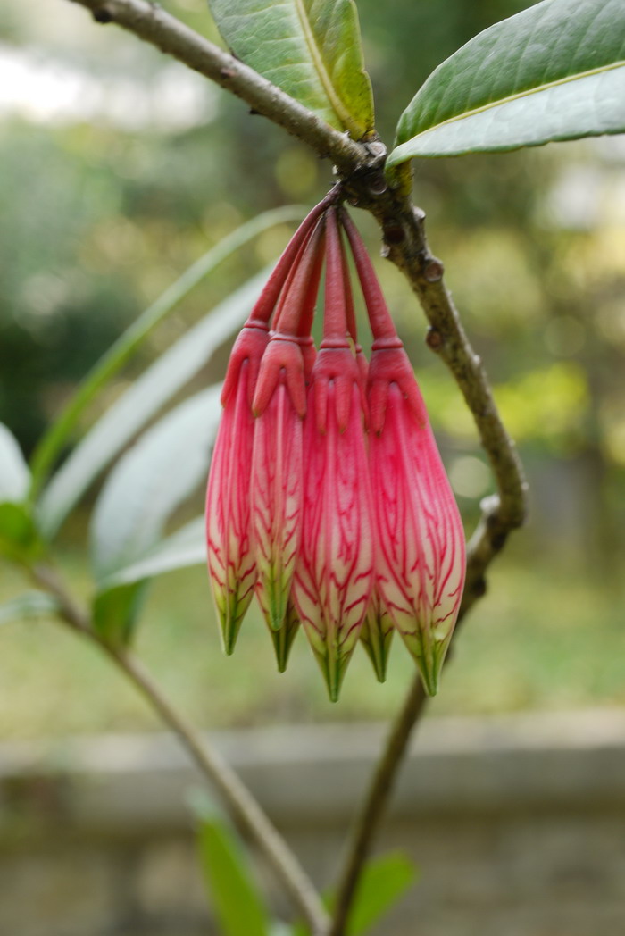 缅甸树萝卜Agapetes burmanica 缅甸树萝卜Agapetes burmanica