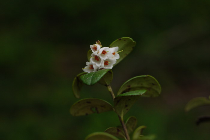 越橘Vaccinium vitis-idaea