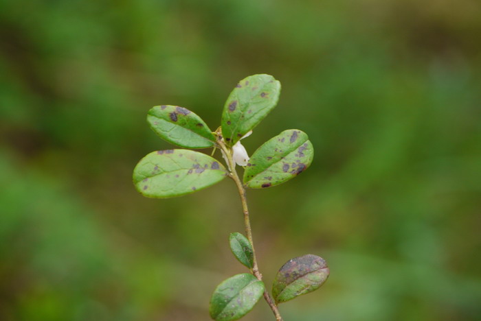 越橘Vaccinium vitis-idaea 越橘Vaccinium vitis-idaea