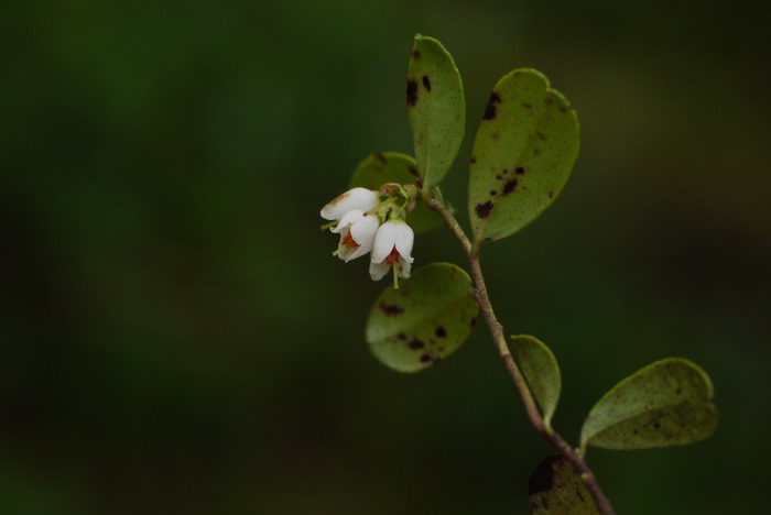 越橘Vaccinium vitis-idaea 越橘Vaccinium vitis-idaea