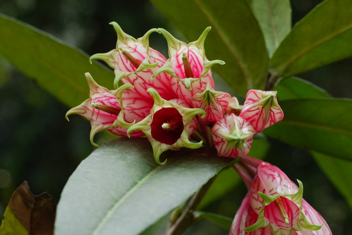 缅甸树萝卜Agapetes burmanica 缅甸树萝卜Agapetes burmanica