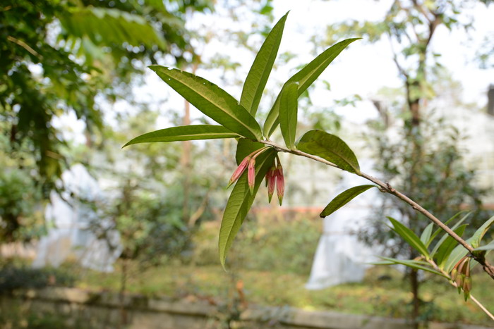  缅甸树萝卜Agapetes burmanica