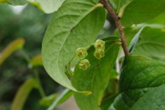 长穗越橘Vaccinium dunnianum