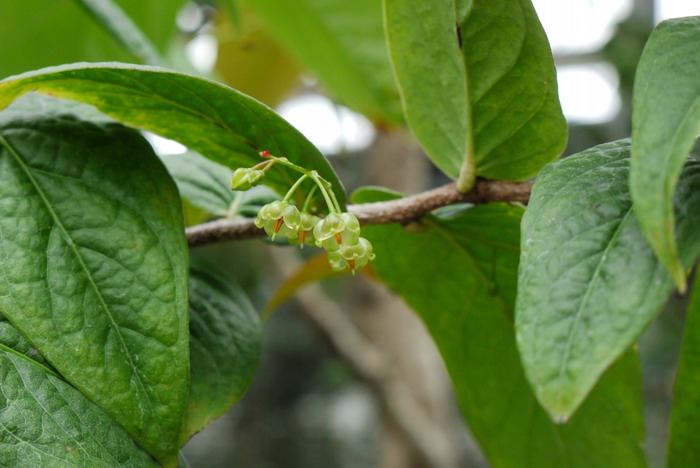 长穗越橘Vaccinium dunnianum