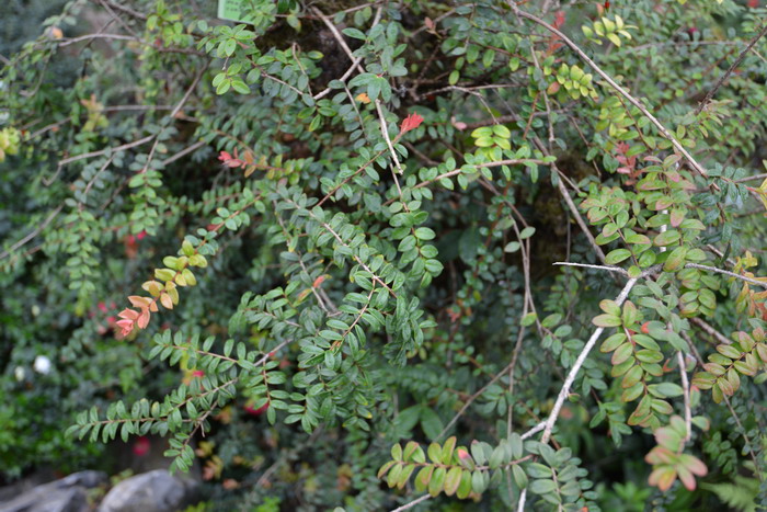 深红树萝卜Agapetes lacei