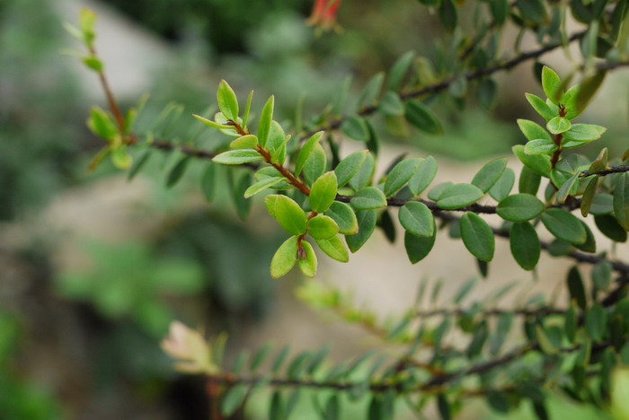 深红树萝卜Agapetes lacei 深红树萝卜Agapetes lacei
