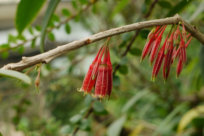 毛花树萝卜Agapetes pubiflora 毛花树萝卜Agapetes pubiflora