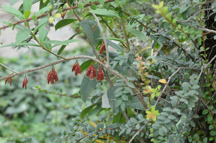 毛花树萝卜Agapetes pubiflora 毛花树萝卜Agapetes pubiflora