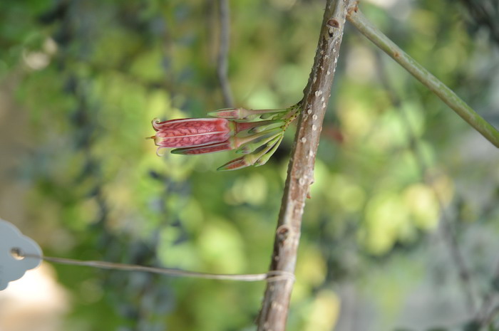 毛花树萝卜Agapetes pubiflora