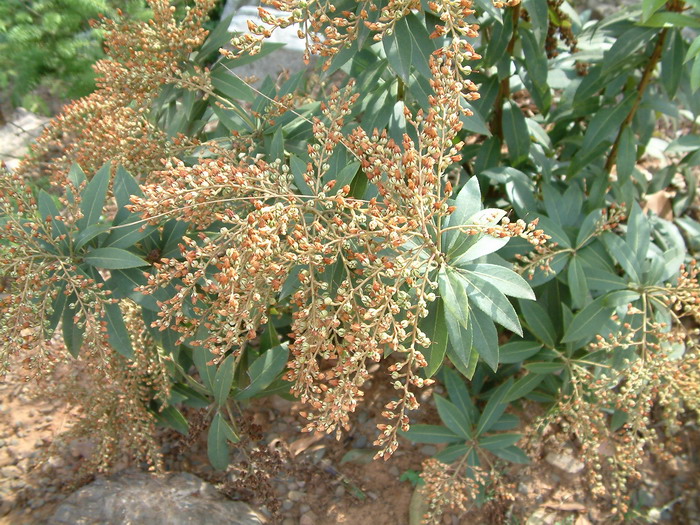 美丽马醉木Pieris formosa 美丽马醉木Pieris formosa