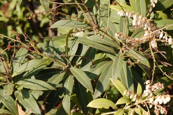 美丽马醉木Pieris formosa 美丽马醉木Pieris formosa