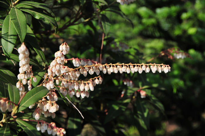 美丽马醉木Pieris formosa 美丽马醉木Pieris formosa