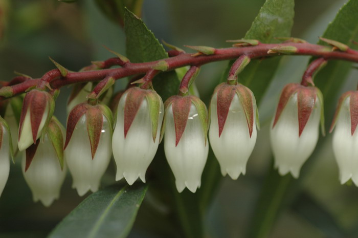 长萼马醉木Pieris swinhoei 长萼马醉木Pieris swinhoei