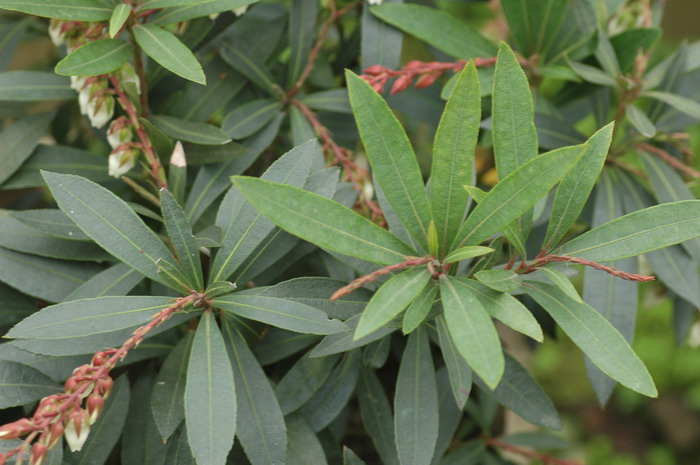 长萼马醉木Pieris swinhoei 长萼马醉木Pieris swinhoei