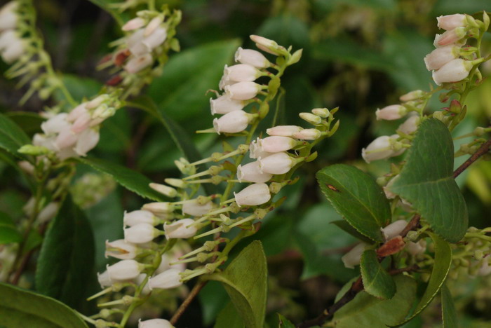 乌饭树Vaccinium bracteatum 乌饭树Vaccinium bracteatum