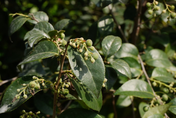 乌饭树Vaccinium bracteatum 乌饭树Vaccinium bracteatum