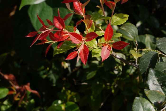 乌饭树Vaccinium bracteatum 乌饭树Vaccinium bracteatum