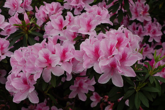 锦绣杜鹃Rhododendron × pulchrum 锦绣杜鹃Rhododendron × pulchrum