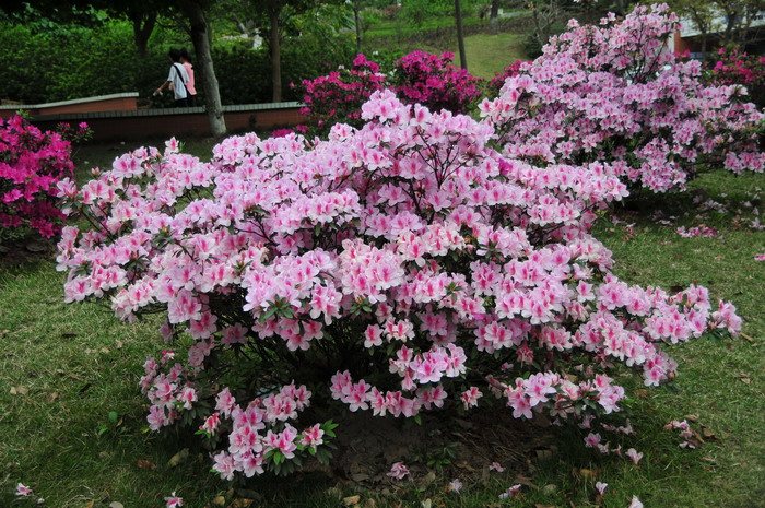 锦绣杜鹃Rhododendron × pulchrum 锦绣杜鹃Rhododendron × pulchrum