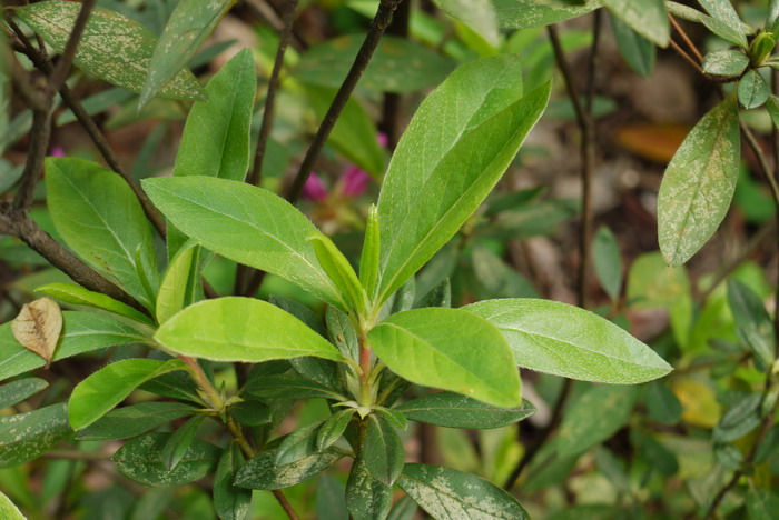 锦绣杜鹃Rhododendron × pulchrum 锦绣杜鹃Rhododendron × pulchrum