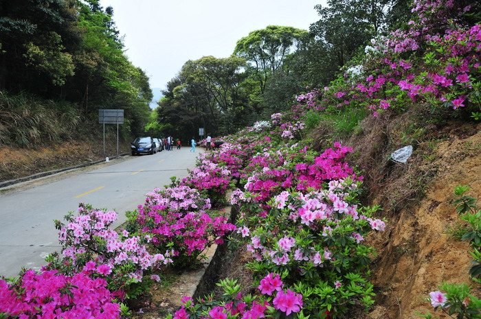 锦绣杜鹃Rhododendron × pulchrum 锦绣杜鹃Rhododendron × pulchrum