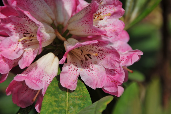 桃叶杜鹃Rhododendron annae
