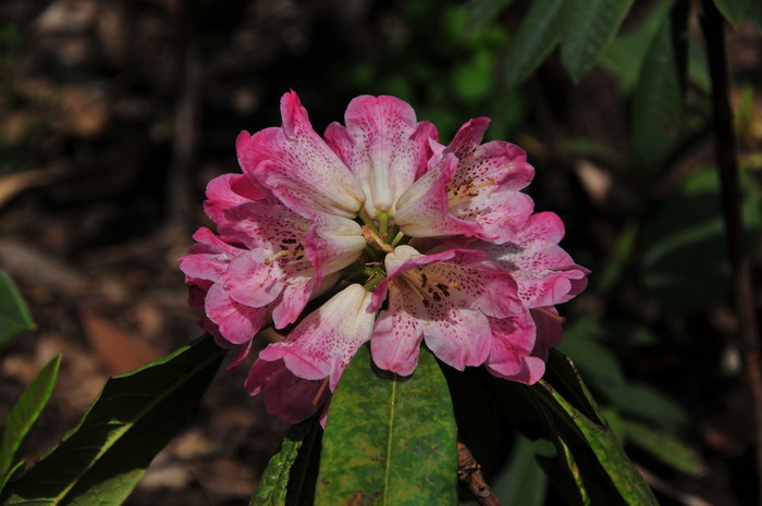 桃叶杜鹃Rhododendron annae