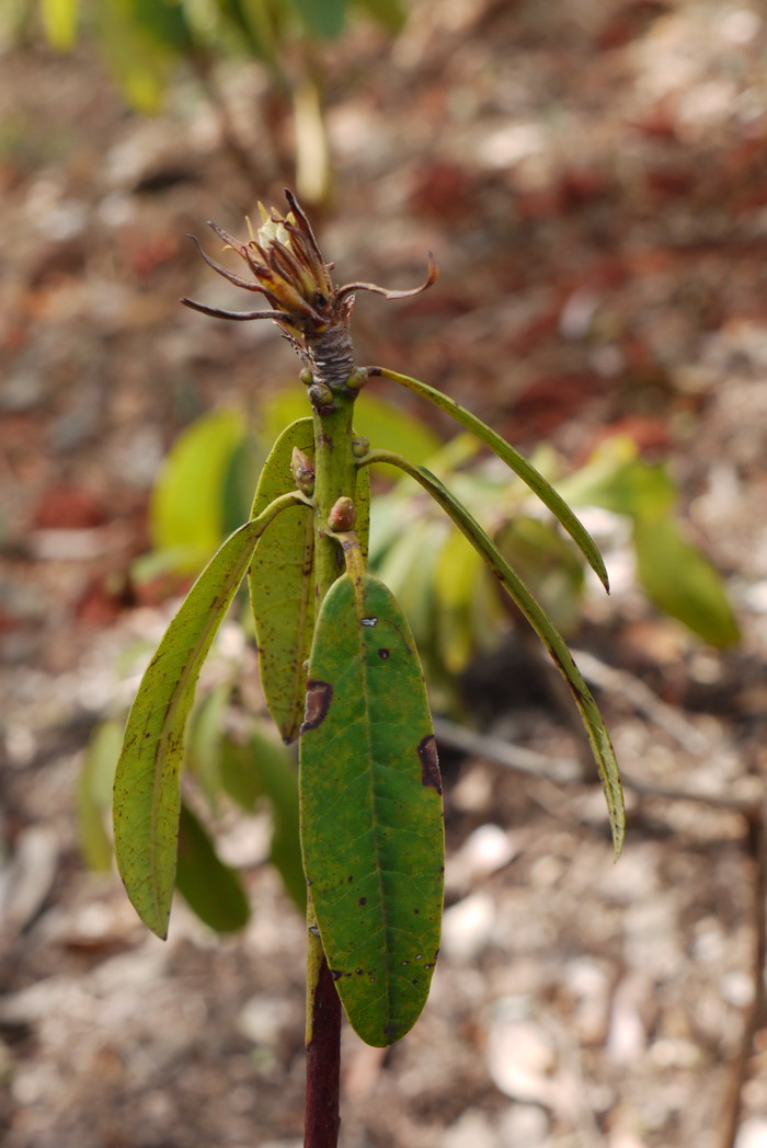 桃叶杜鹃Rhododendron annae