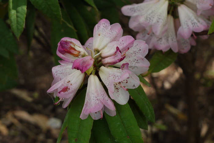 窄叶杜鹃Rhododendron araiophyllum 窄叶杜鹃Rhododendron araiophyllum