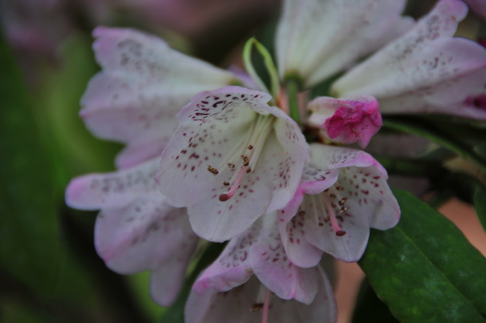 窄叶杜鹃Rhododendron araiophyllum