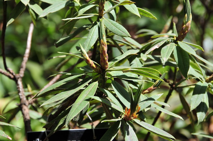 窄叶杜鹃Rhododendron araiophyllum