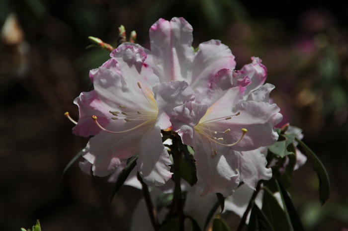 睫毛杜鹃Rhododendron ciliatum 睫毛杜鹃Rhododendron ciliatum