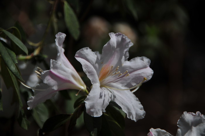 睫毛杜鹃Rhododendron ciliatum