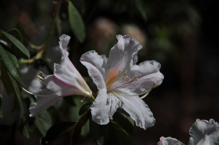 睫毛杜鹃Rhododendron ciliatum 睫毛杜鹃Rhododendron ciliatum
