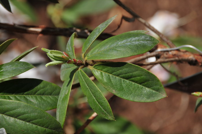睫毛杜鹃Rhododendron ciliatum 睫毛杜鹃Rhododendron ciliatum
