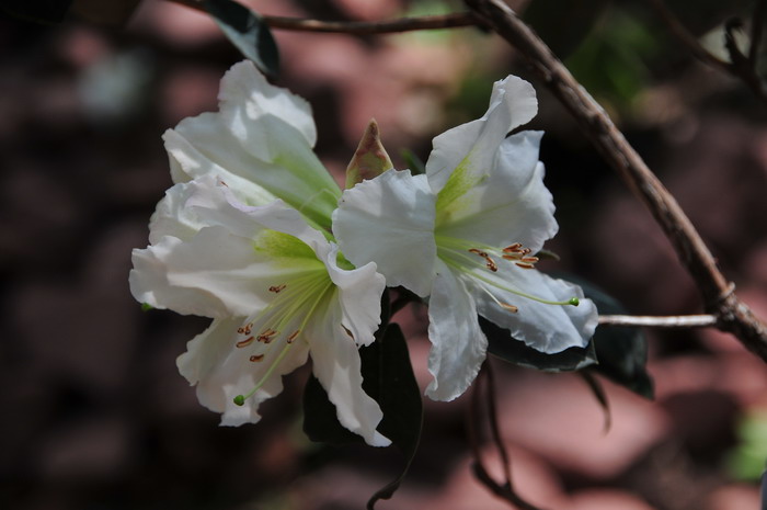 长柱睫萼杜鹃Rhododendron ciliicalyx subsp. lyi 长柱睫萼杜鹃Rhododendron ciliicalyx subsp. lyi