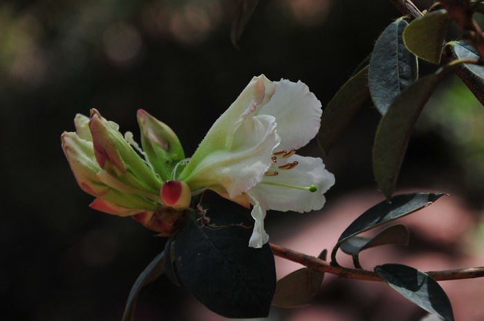 长柱睫萼杜鹃Rhododendron ciliicalyx subsp. lyi 长柱睫萼杜鹃Rhododendron ciliicalyx subsp. lyi