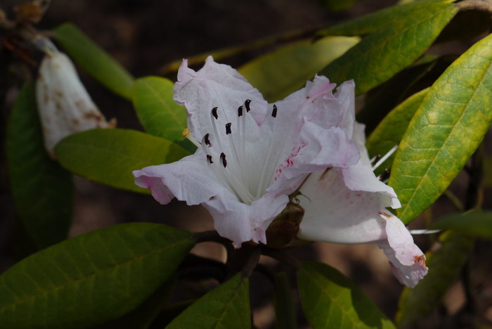 皱叶杜鹃Rhododendron denudatum 皱叶杜鹃Rhododendron denudatum